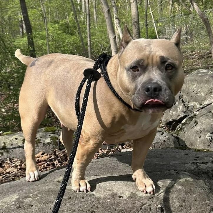 Enlarge Catalina, a Adoptable mixed breed in Elizabethtown, PA image 6/6