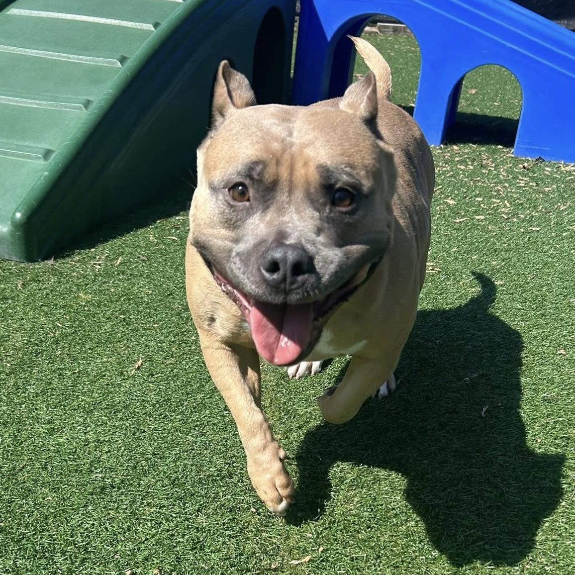 Enlarge Catalina, a Adoptable mixed breed in Elizabethtown, PA image 5/6