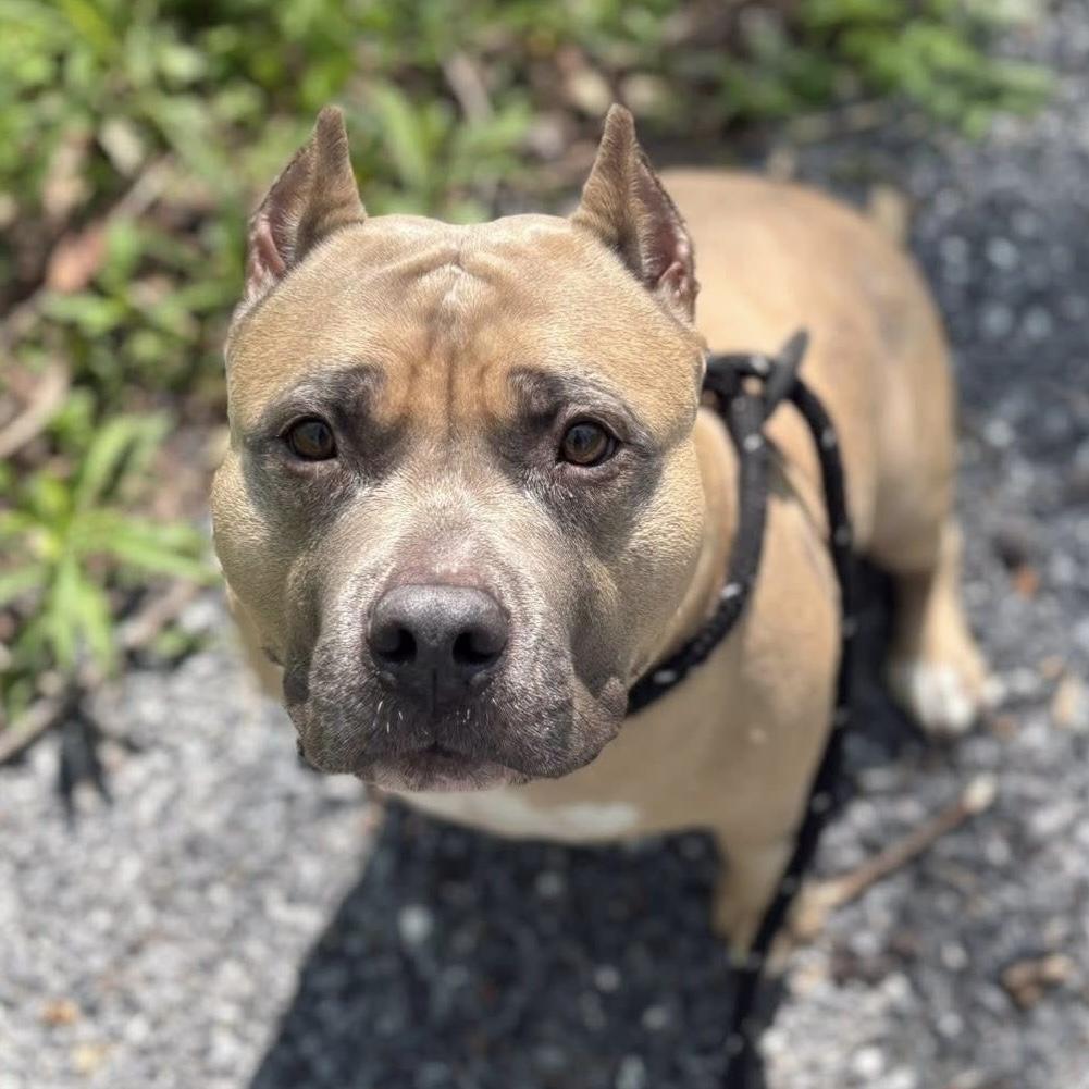 Enlarge Catalina, a Adoptable mixed breed in Elizabethtown, PA image 3/6