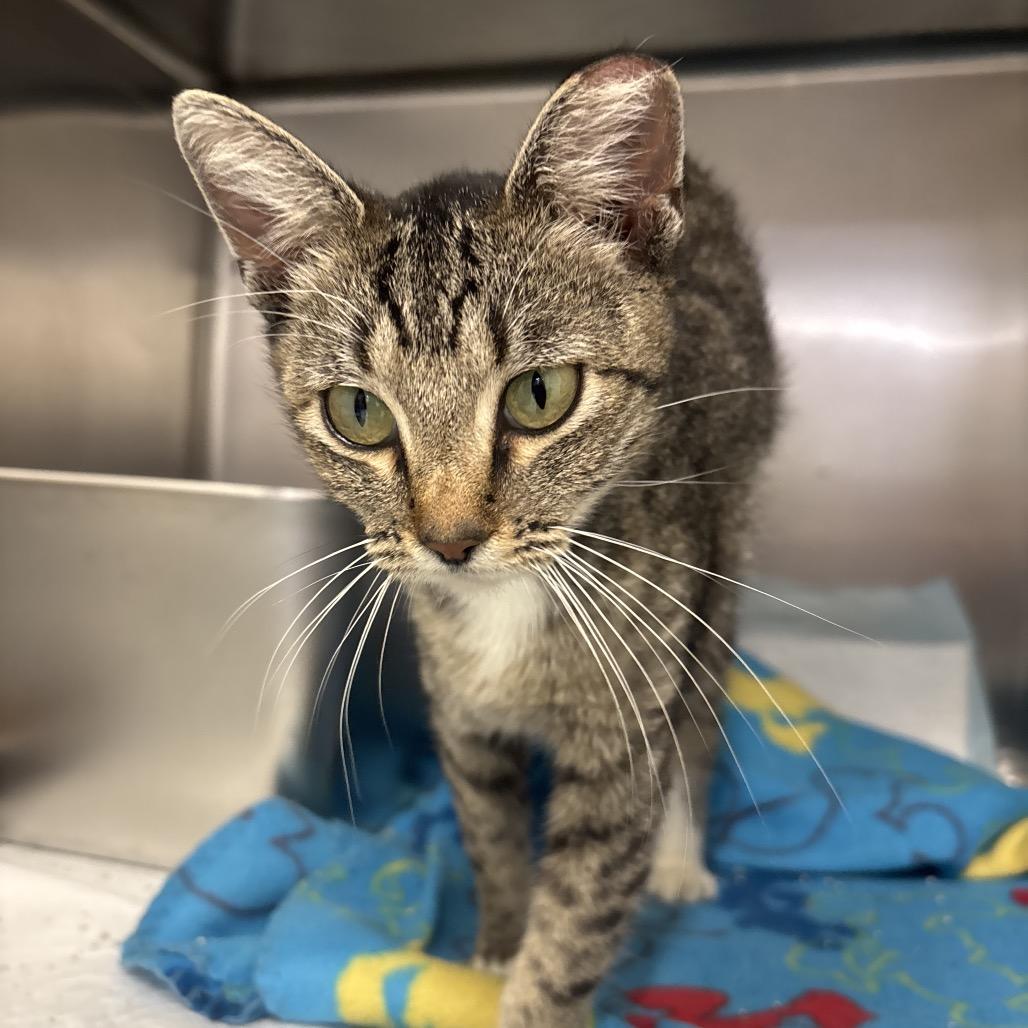 Bonnie, a Adoptable Domestic Short Hair in Springtown, TX image 1/2