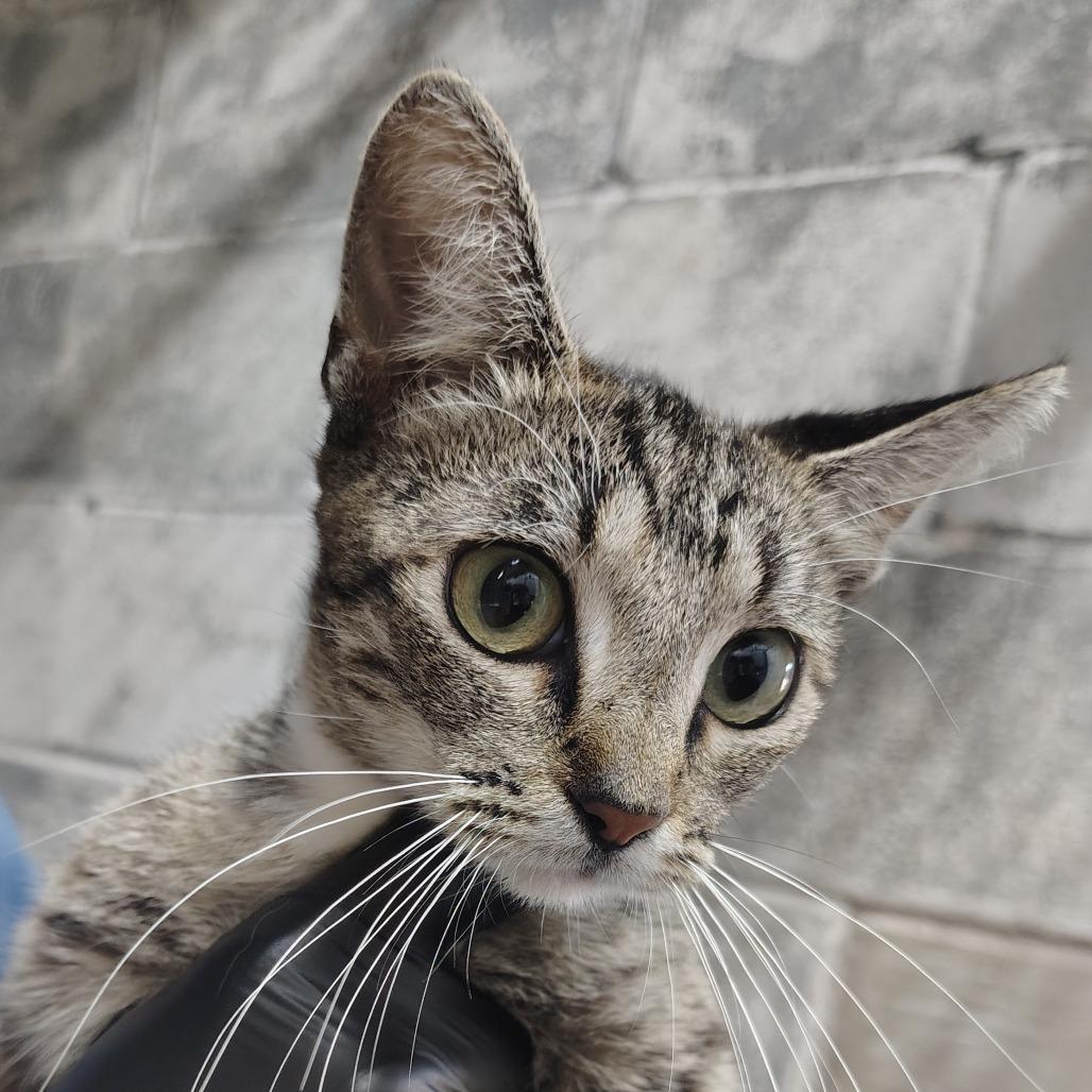 Bonnie, a Adoptable Domestic Short Hair in Springtown, TX image 2/2