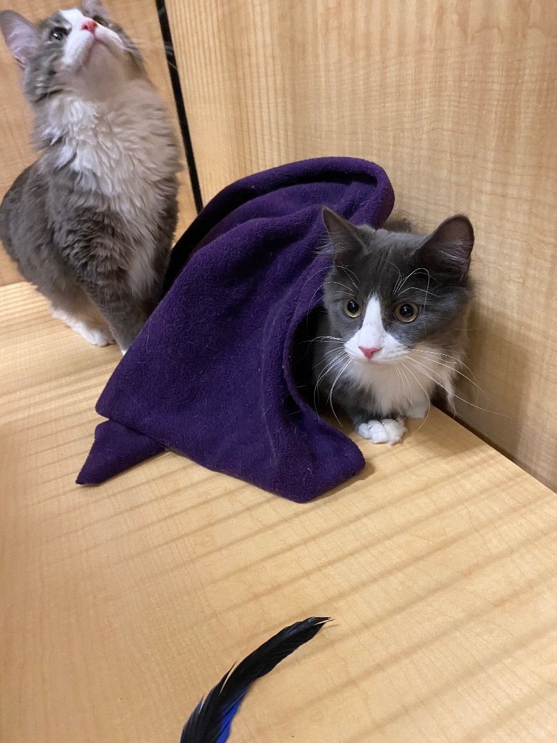 Asher and Heath , Adopted, Kitten Male Manx.