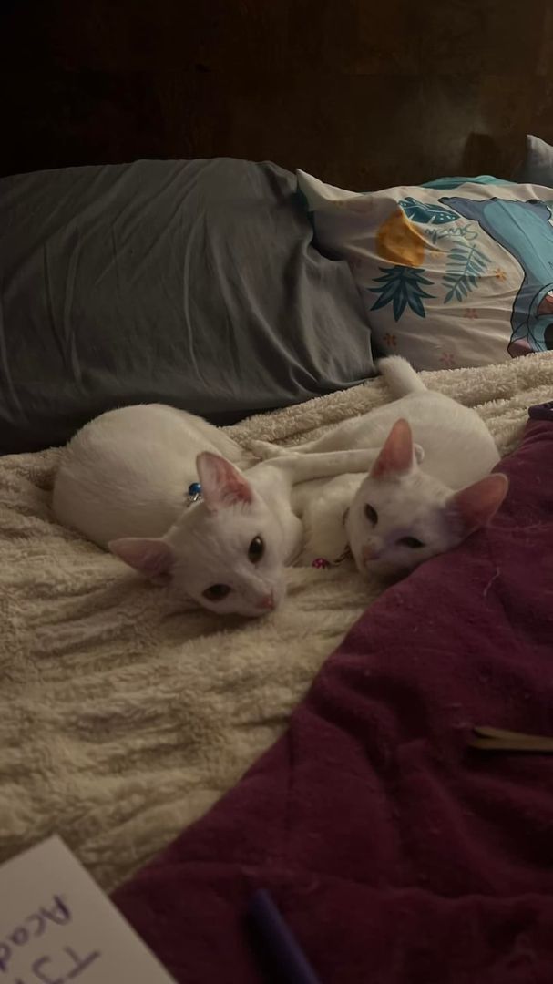 Elsa, Adopted, Kitten Female Turkish Angora.