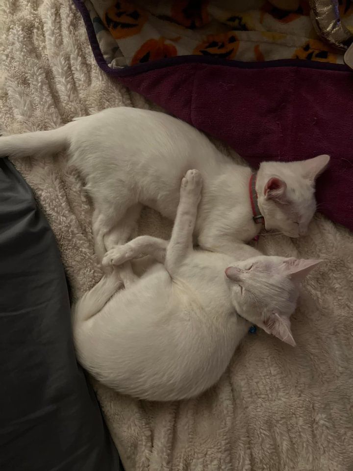 Enlarge Elsa, a Adopted mixed breed in Houston, TX image 2/5