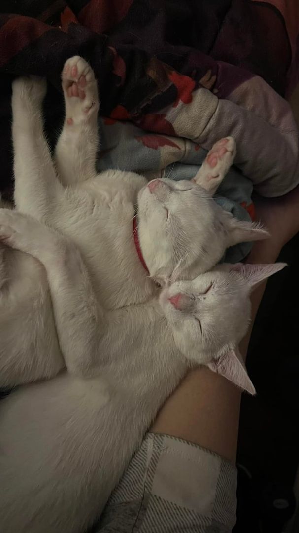 Enlarge Elsa, a Adopted mixed breed in Houston, TX image 3/5