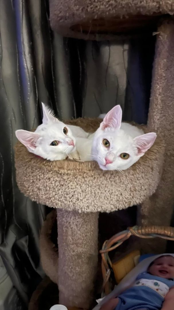 Enlarge Elsa, a Adopted mixed breed in Houston, TX image 4/5