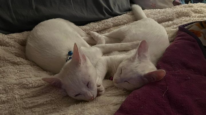 Enlarge Elsa, a Adopted mixed breed in Houston, TX image 5/5