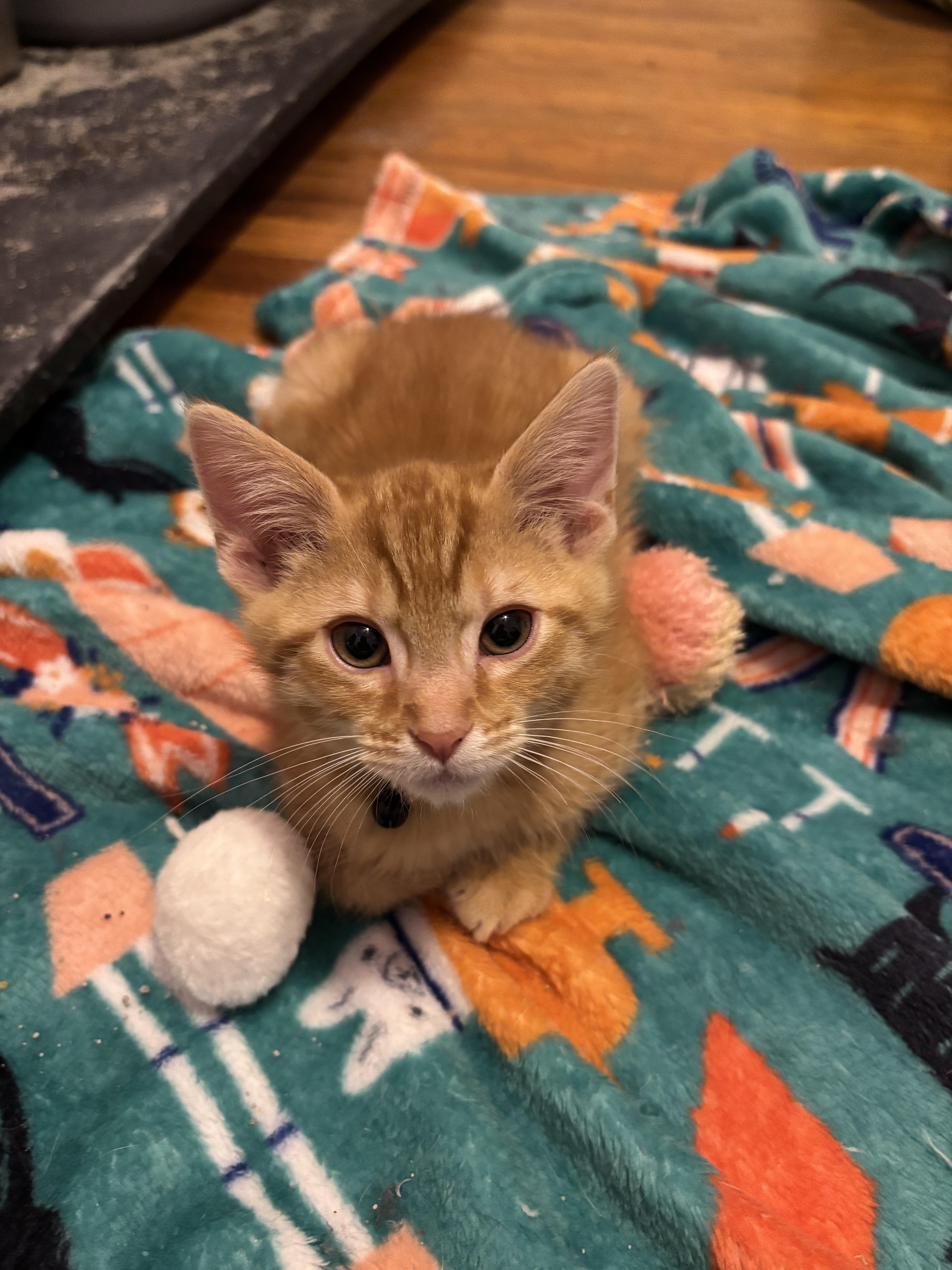 Neptune, Adopted, Young Male Domestic Short Hair.