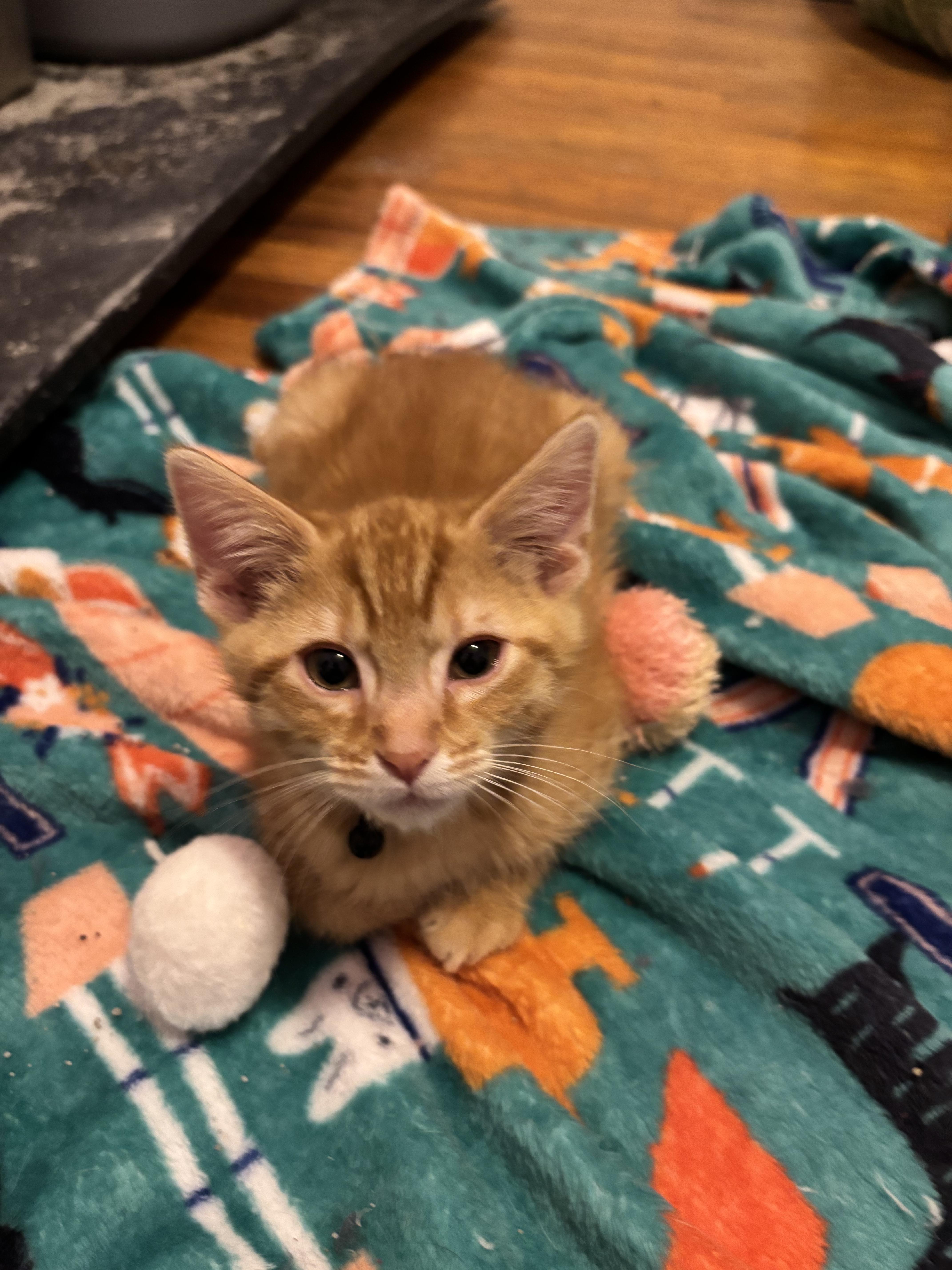 Neptune, a Adopted Domestic Short Hair in Bethel Park, PA image 2/2