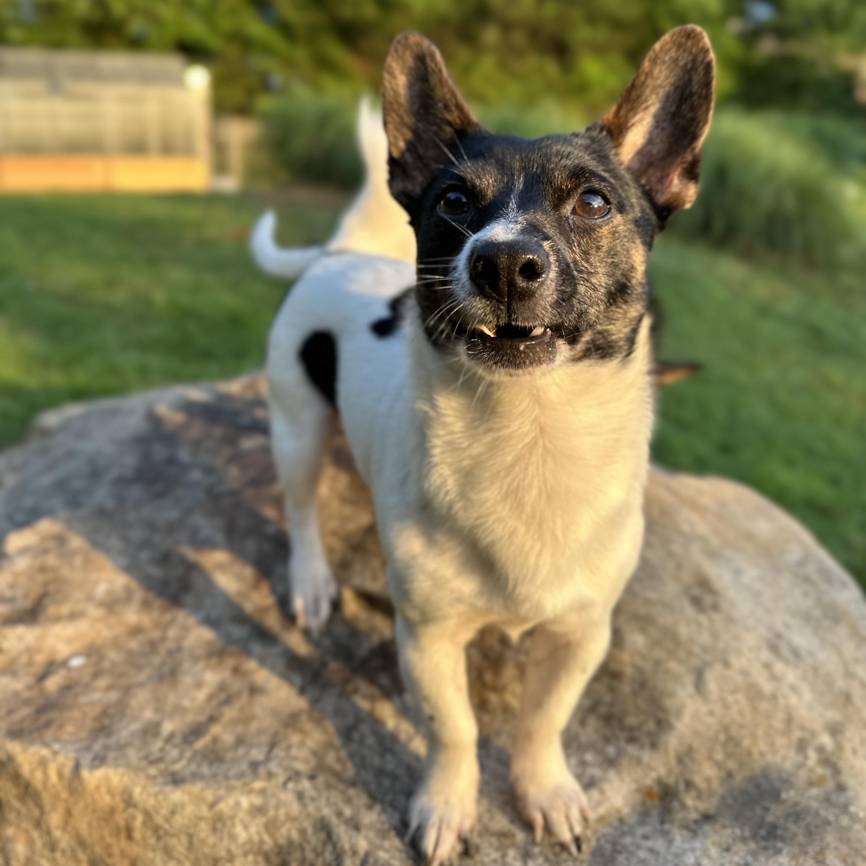 Enlarge BOWMAN - ARRIVING IN MAINE MAY 30TH, an adoptable mixed breed in Berwick, ME image 2/6