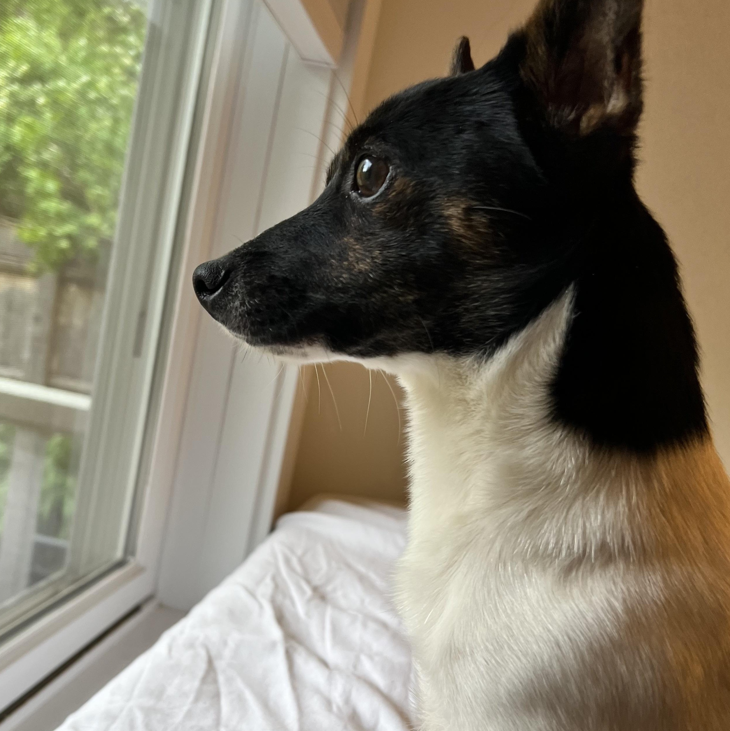 Enlarge BOWMAN - ARRIVING IN MAINE MAY 30TH, an adoptable mixed breed in Berwick, ME image 6/6