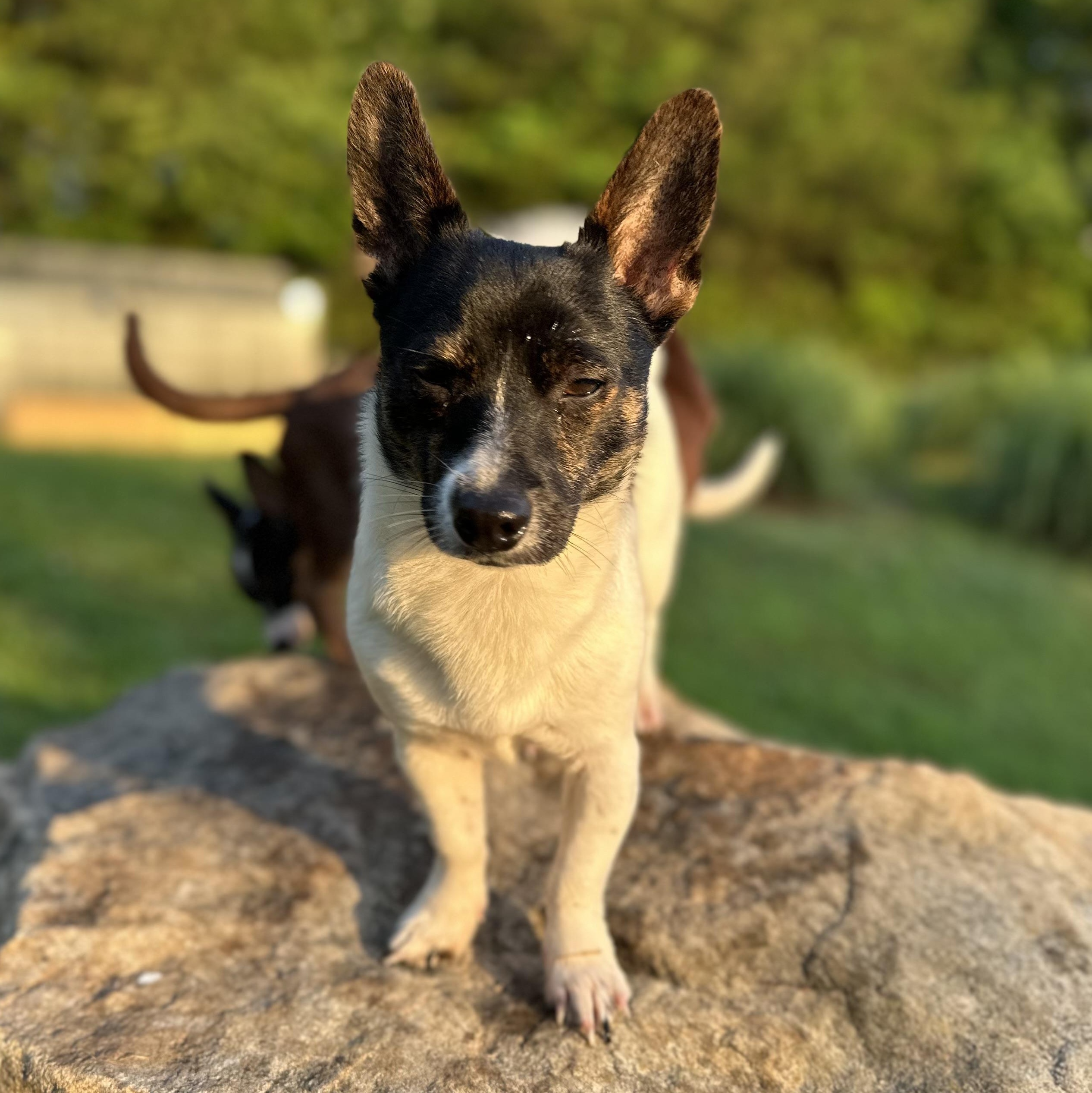Enlarge BOWMAN - ARRIVING IN MAINE MAY 30TH, an adoptable mixed breed in Berwick, ME image 4/6