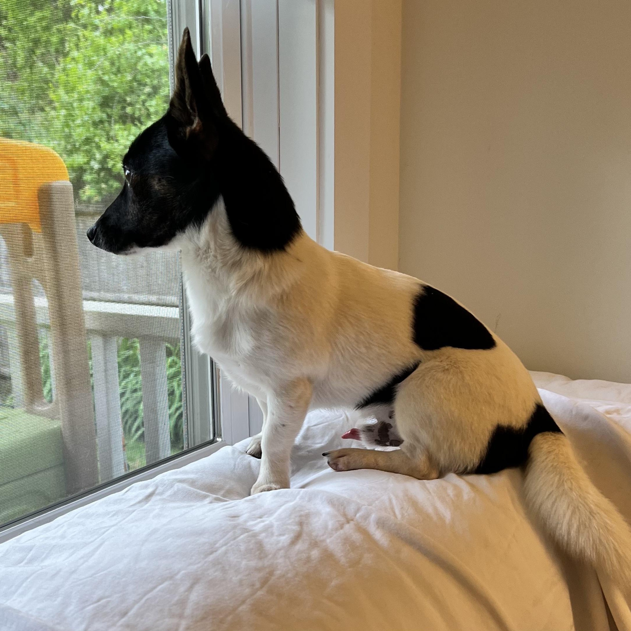 Enlarge BOWMAN - ARRIVING IN MAINE MAY 30TH, an adoptable mixed breed in Berwick, ME image 5/6