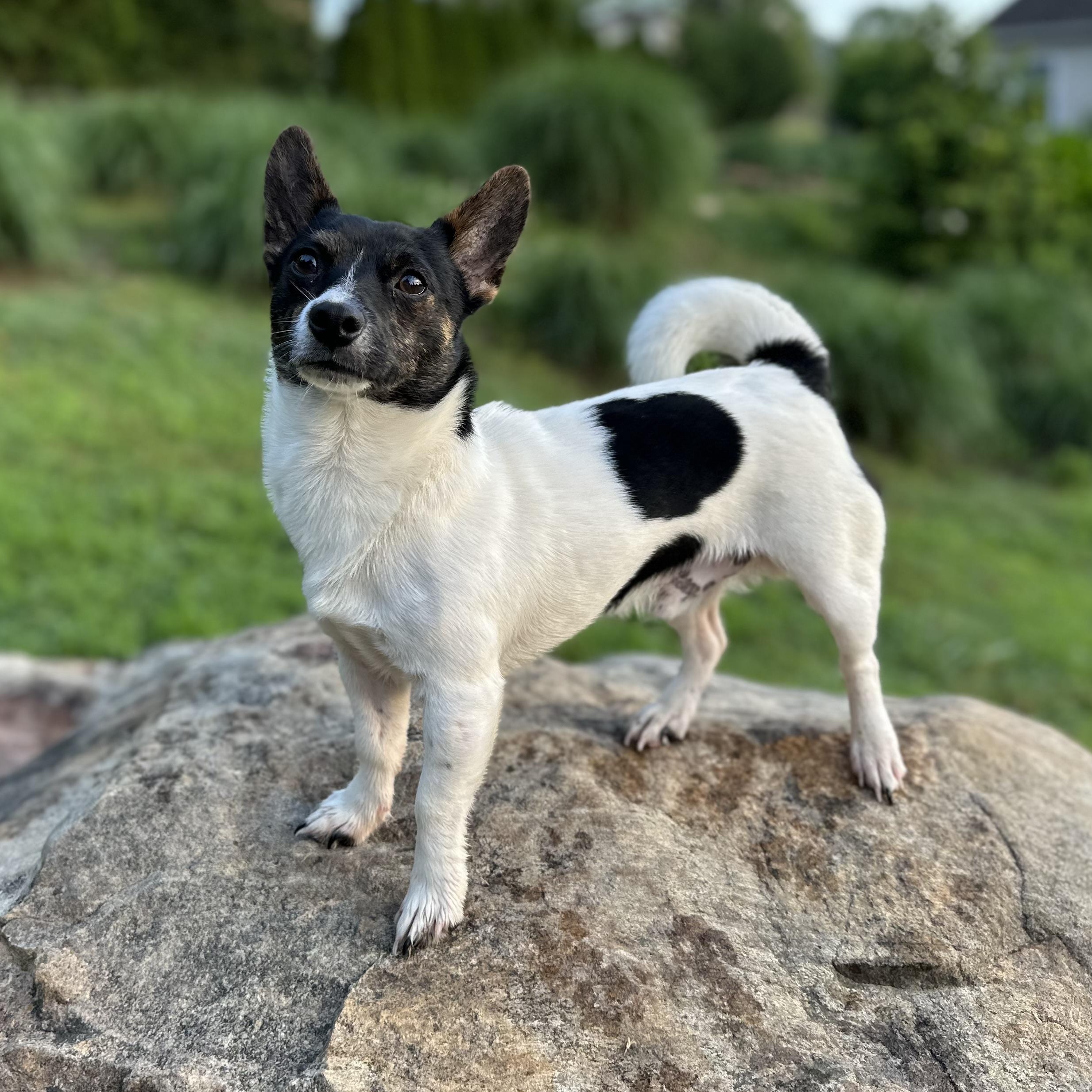 BOWMAN - ARRIVING IN MAINE MAY 30TH, adoptable, Puppy Male Chihuahua & Jack Russell Terrier.