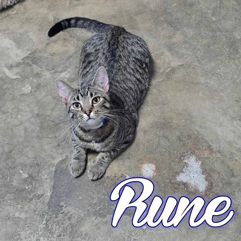 Enlarge Rune, a Adoptable Domestic Short Hair in Hillsboro, OH image 2/6
