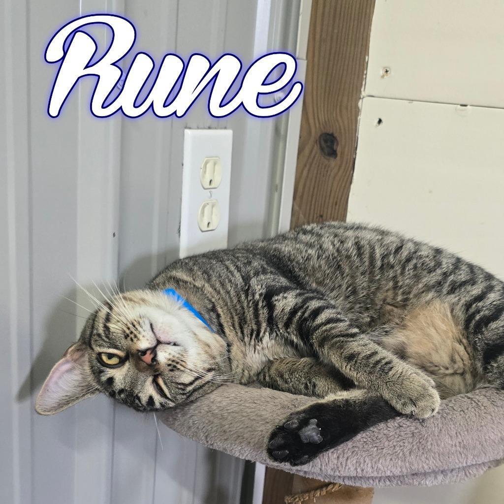 Enlarge Rune, a Adoptable Domestic Short Hair in Hillsboro, OH image 3/6