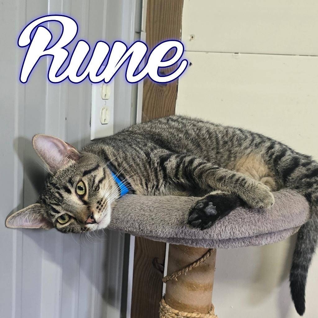 Enlarge Rune, a Adoptable Domestic Short Hair in Hillsboro, OH image 4/6
