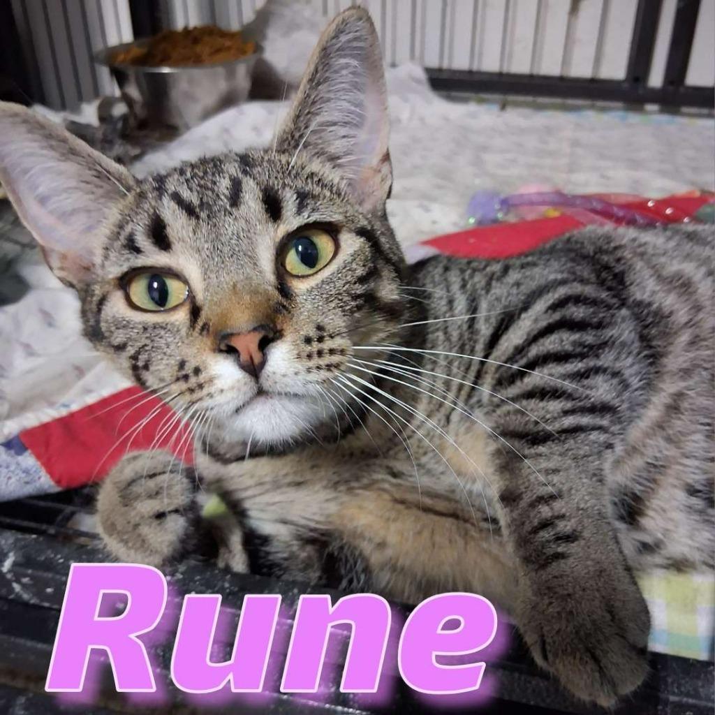 Rune, a Adoptable Domestic Short Hair in Hillsboro, OH image 2/3