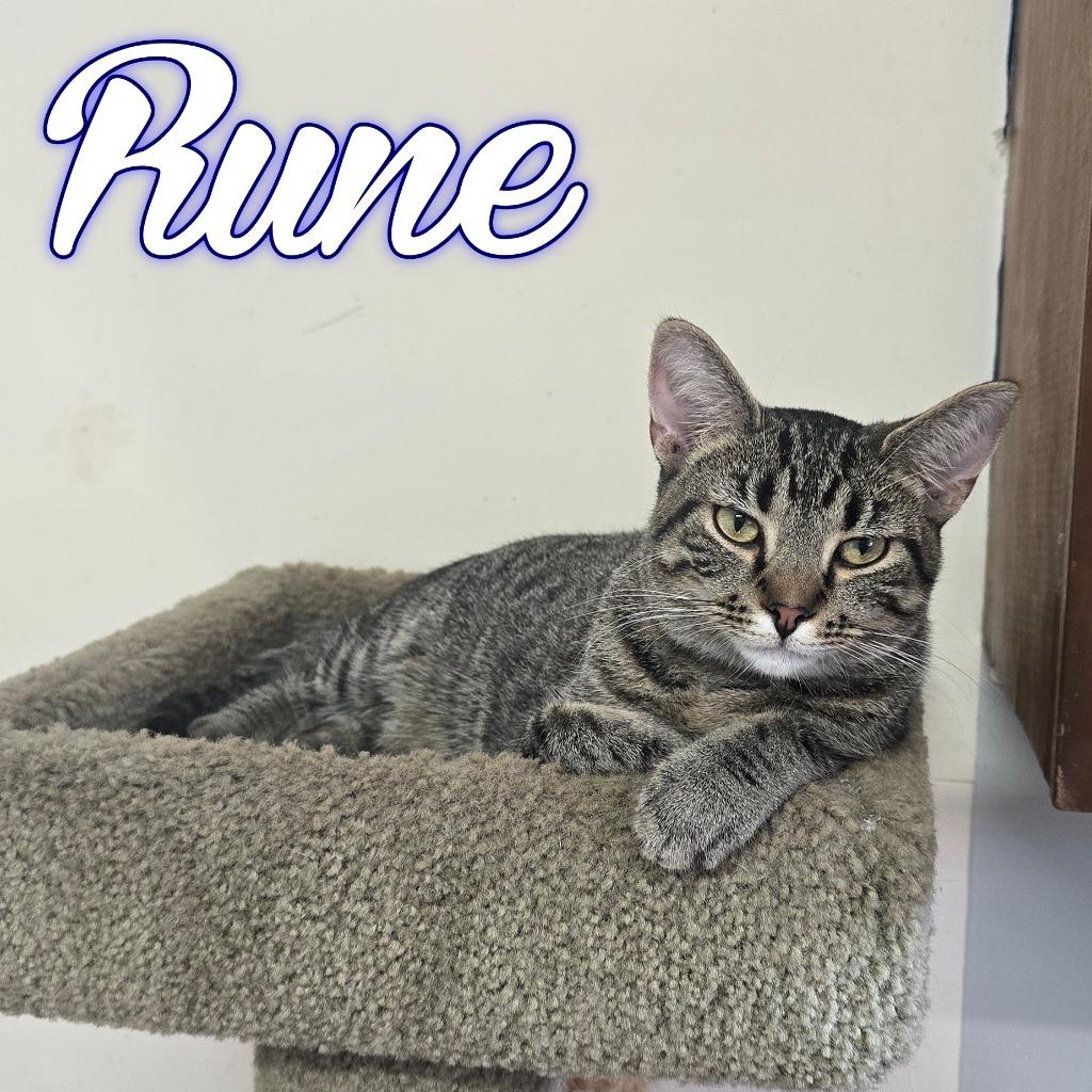 Rune, a Adoptable Domestic Short Hair in Hillsboro, OH image 5/6