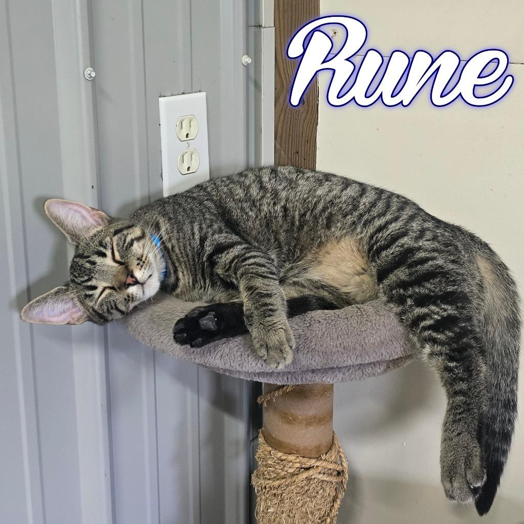Enlarge Rune, a Adoptable Domestic Short Hair in Hillsboro, OH image 6/6