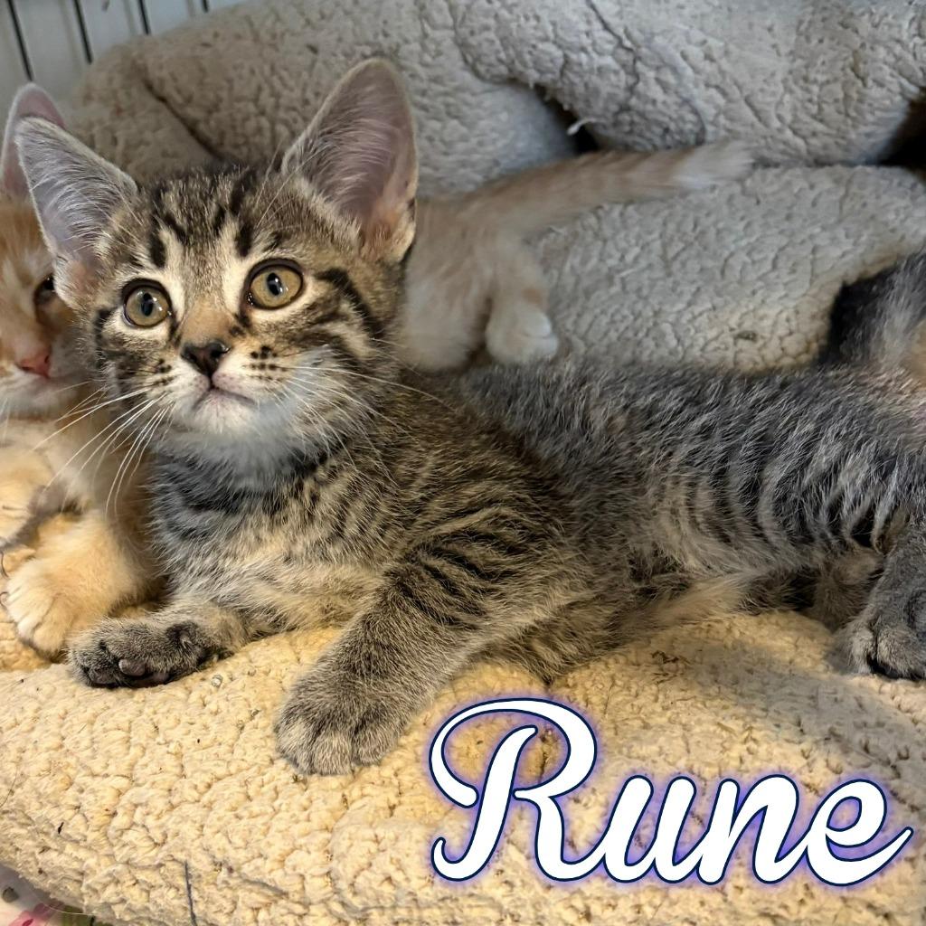Rune, a Adoptable Domestic Short Hair in Hillsboro, OH image 3/3