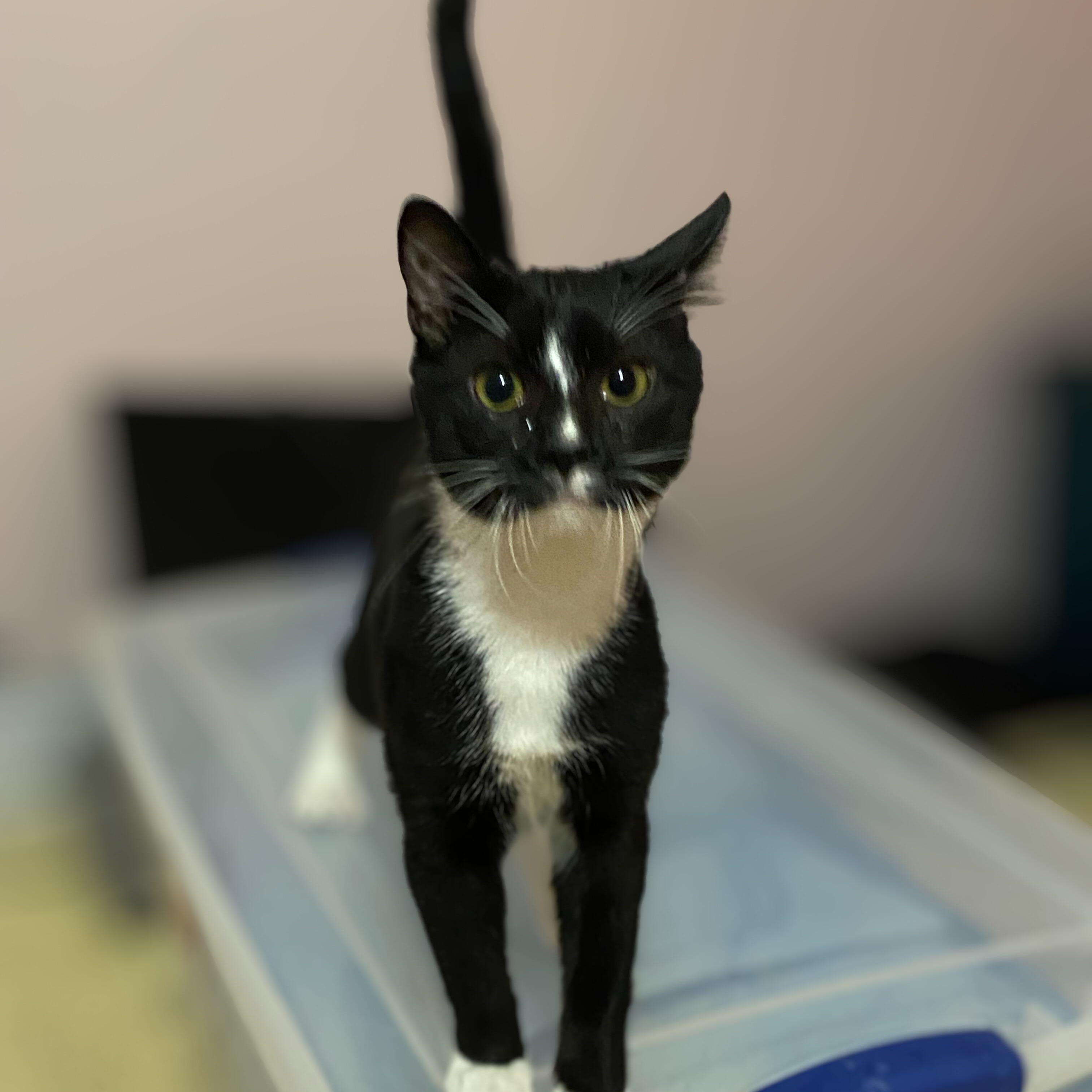 Pepe Le Mew, ADOPTABLE, Young Male Domestic Short Hair.