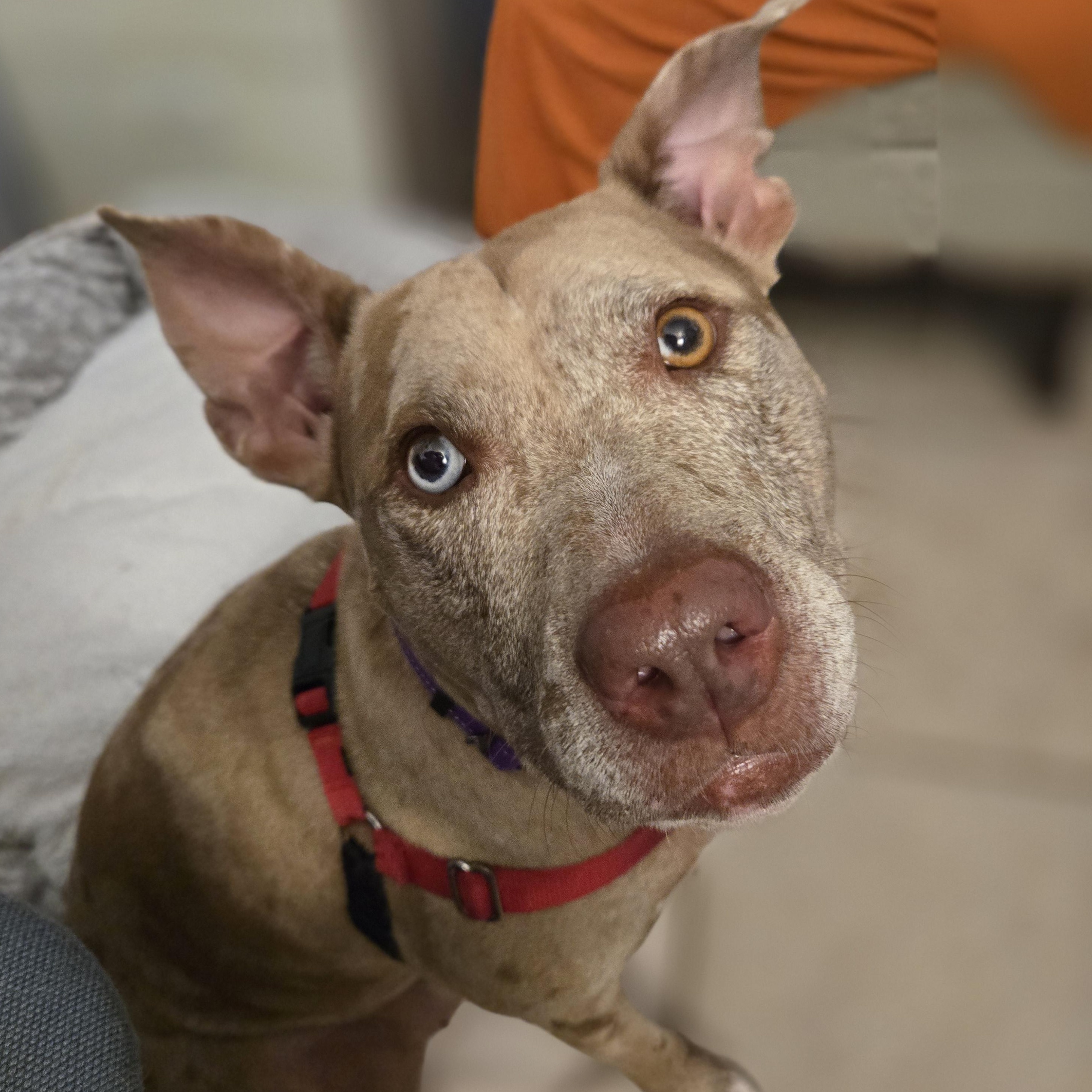 Enlarge Stella, a Adoptable American Staffordshire Terrier in Reisterstown, MD image 1/4