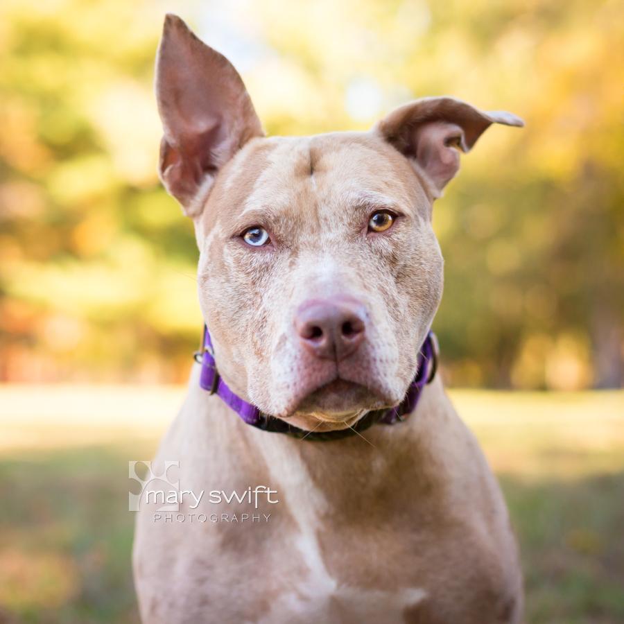 Stella, Adoptable, Adult Female American Staffordshire Terrier.