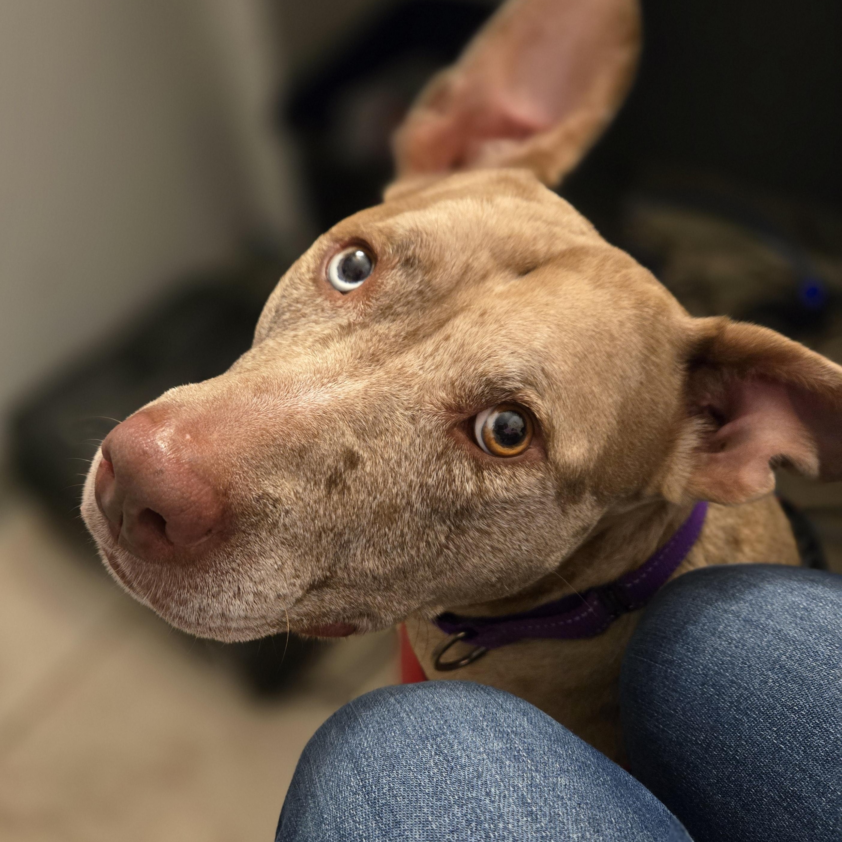 Enlarge Stella, a Adoptable American Staffordshire Terrier in Reisterstown, MD image 2/4
