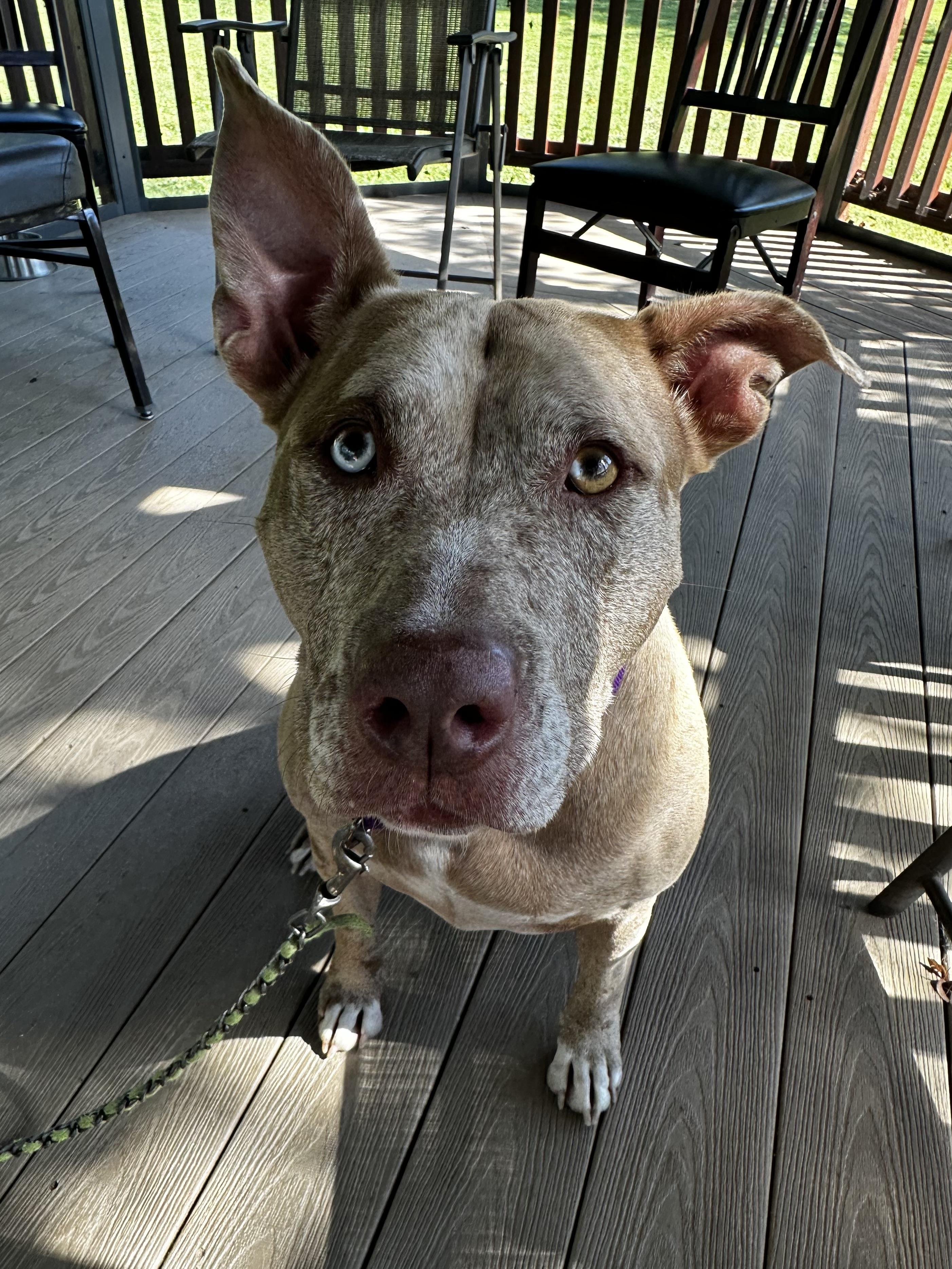 Enlarge Stella, a Adoptable American Staffordshire Terrier in Reisterstown, MD image 3/4
