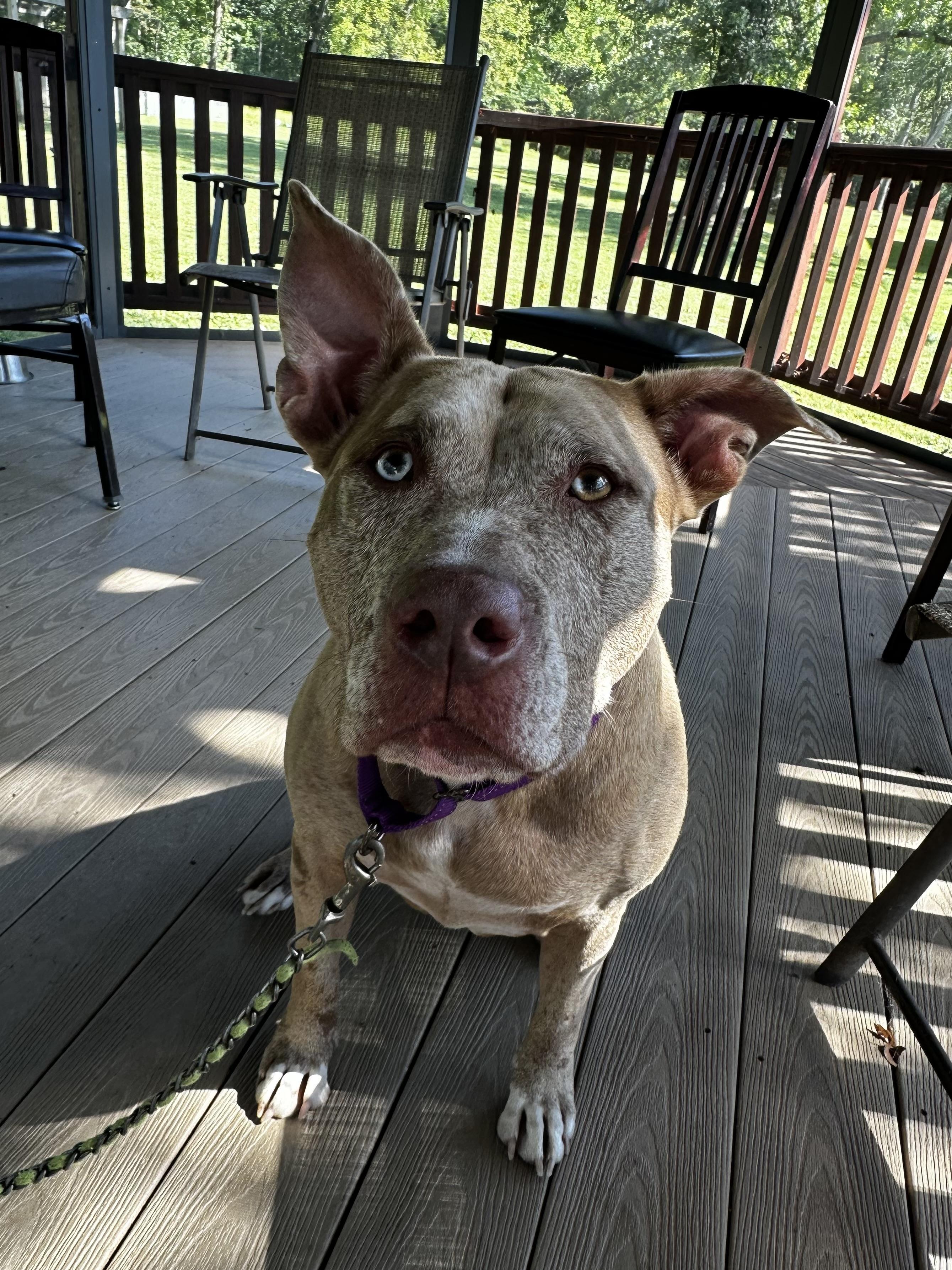 Enlarge Stella, a Adoptable American Staffordshire Terrier in Reisterstown, MD image 4/4