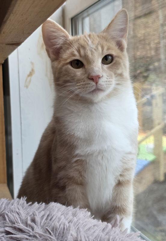 Calvin, Adoptable, Kitten Male Domestic Short Hair.