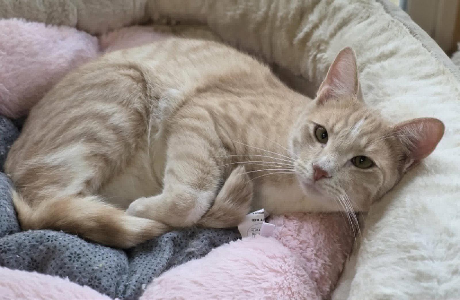 Enlarge Calvin, a Adoptable Domestic Short Hair in Woodsfield, OH image 2/3