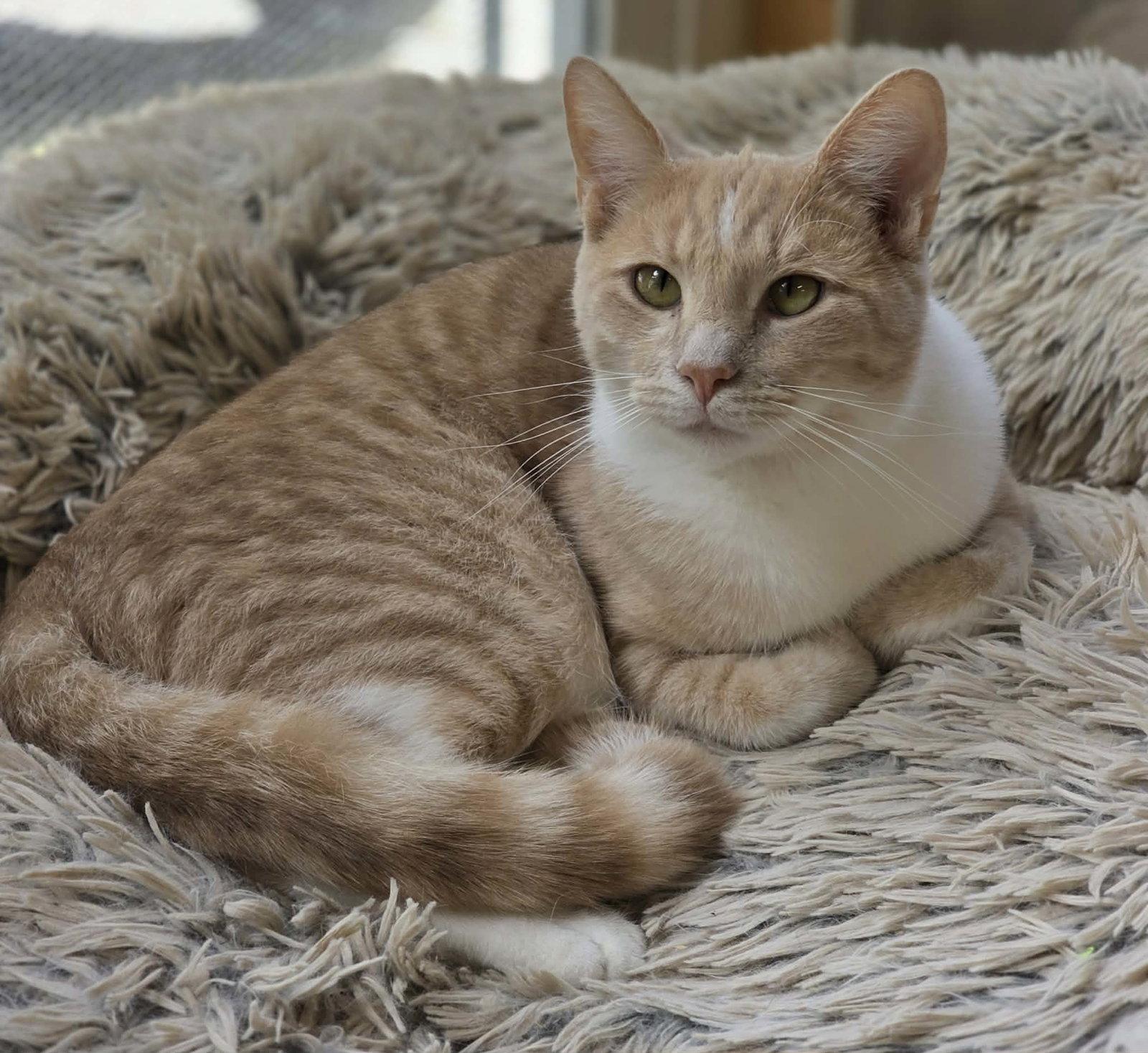 Enlarge Calvin, a Adoptable Domestic Short Hair in Woodsfield, OH image 2/3