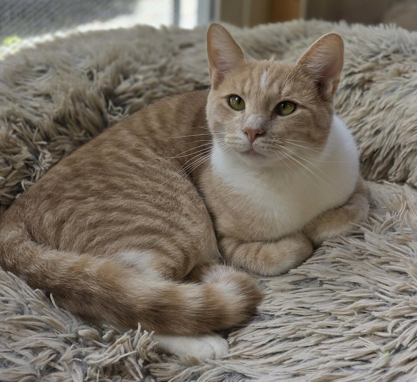 Enlarge Calvin, a Adoptable Domestic Short Hair in Woodsfield, OH image 3/3