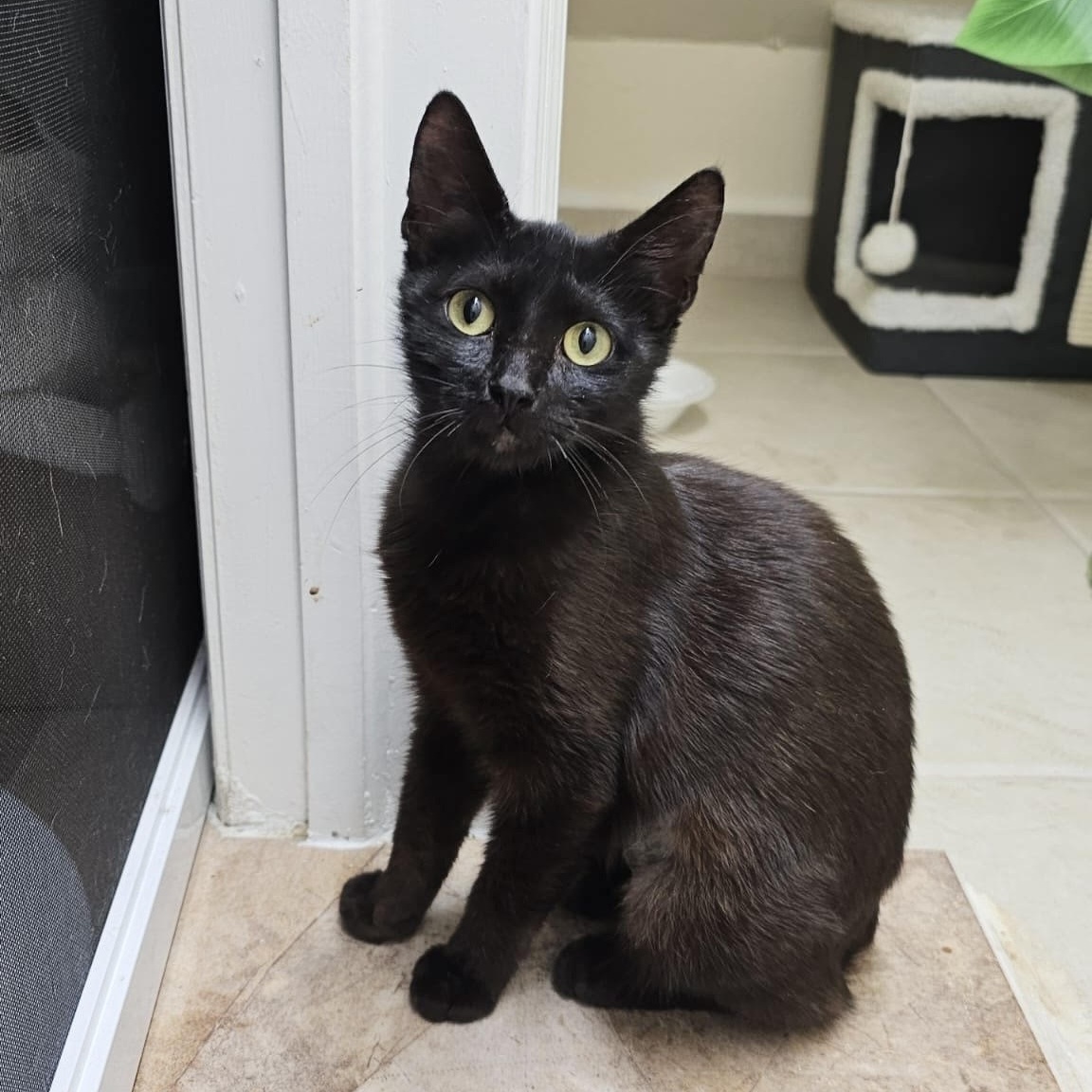 Sammie, a Adoptable Bombay in Boston, MA image 2/4