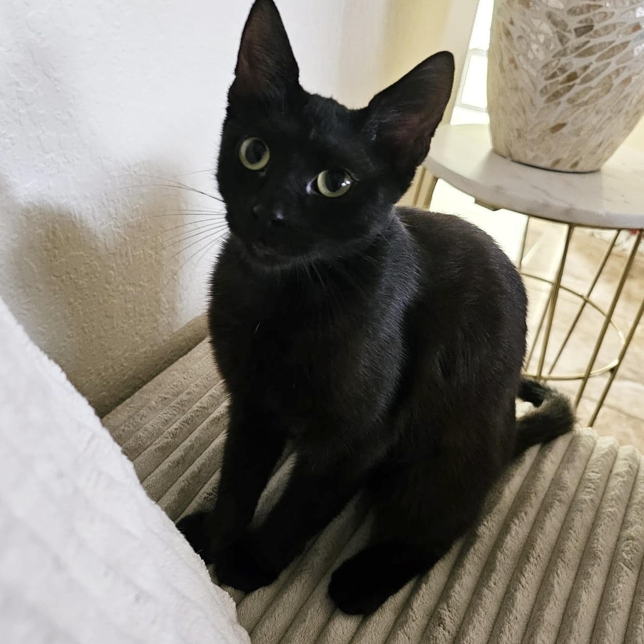 Sammie, a Adoptable Bombay in Boston, MA image 3/4