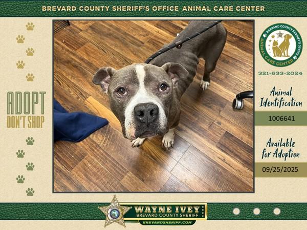 Enlarge Aries, a Adoptable mixed breed in Melbourne, FL image 1/1