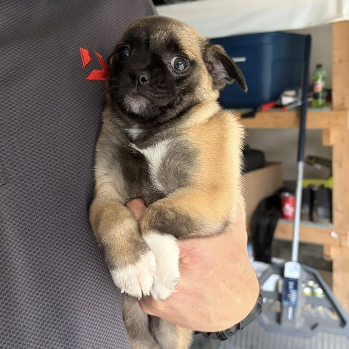 Enlarge Tokyo, a ADOPTABLE mixed breed in Alma, MI image 2/2