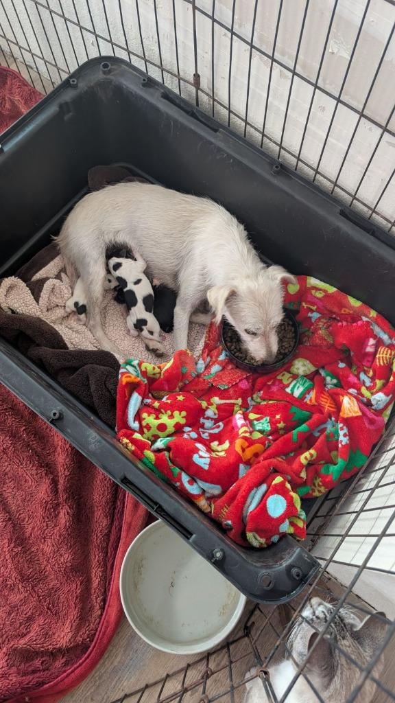 Queen Amphitrite thumbnail 2