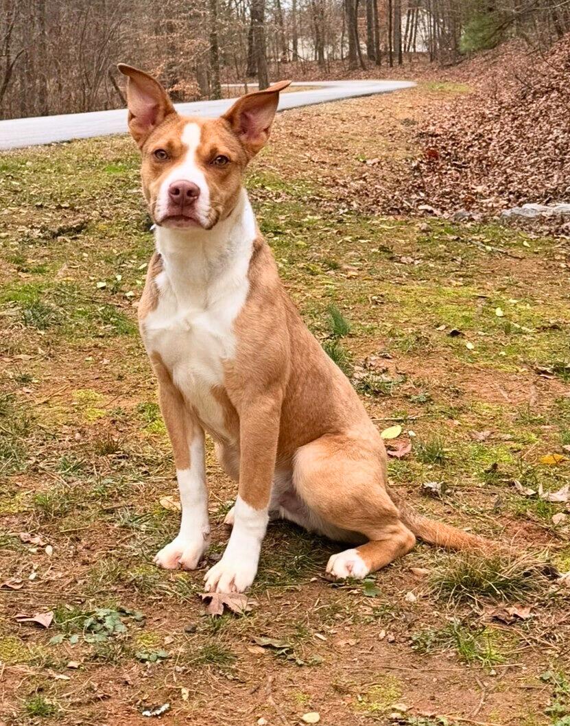 Apple Pie, Adoptable, Young Male American Bully.