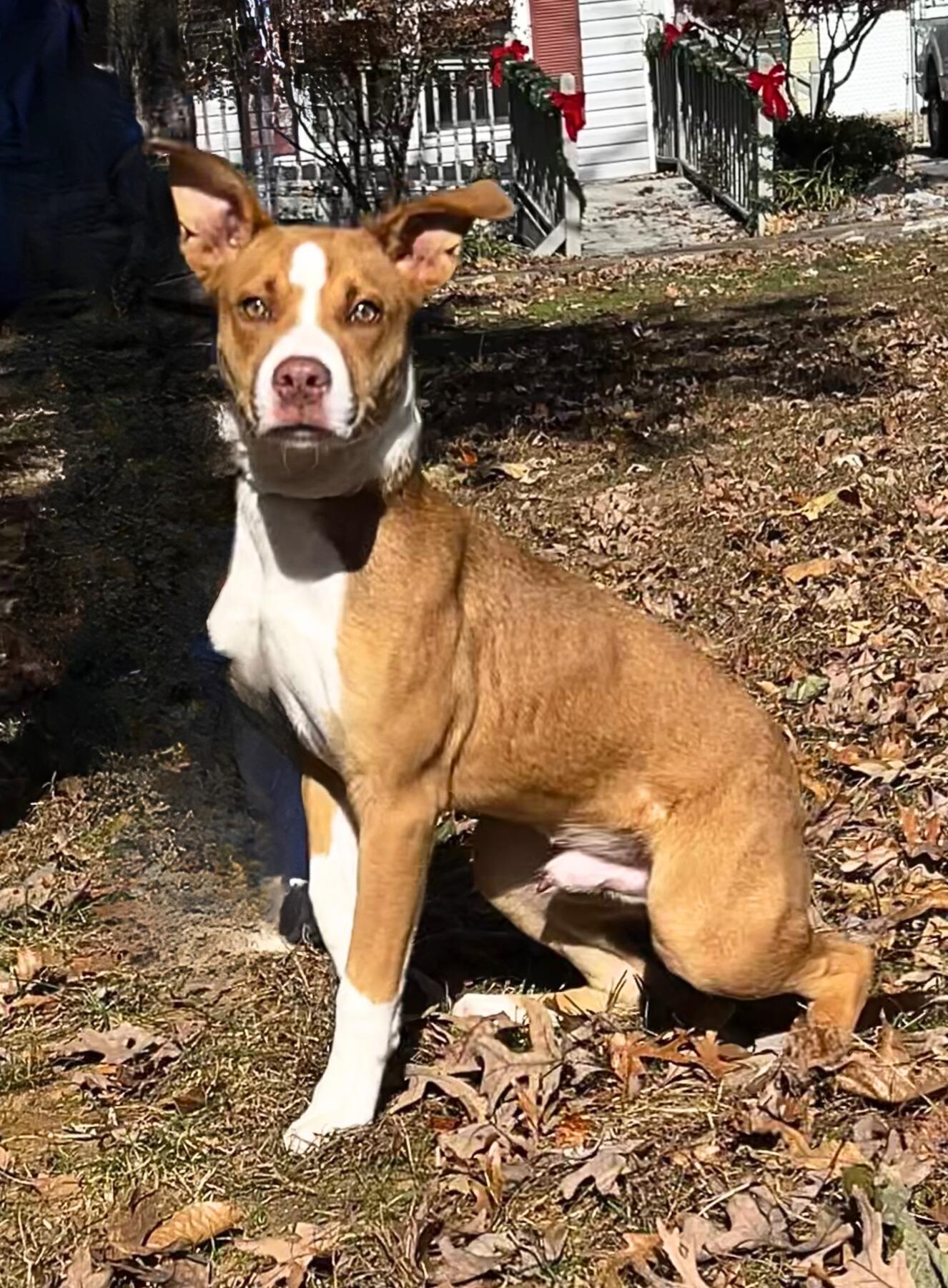Enlarge Apple Pie, a Adoptable mixed breed in Dahlonega, GA image 1/1