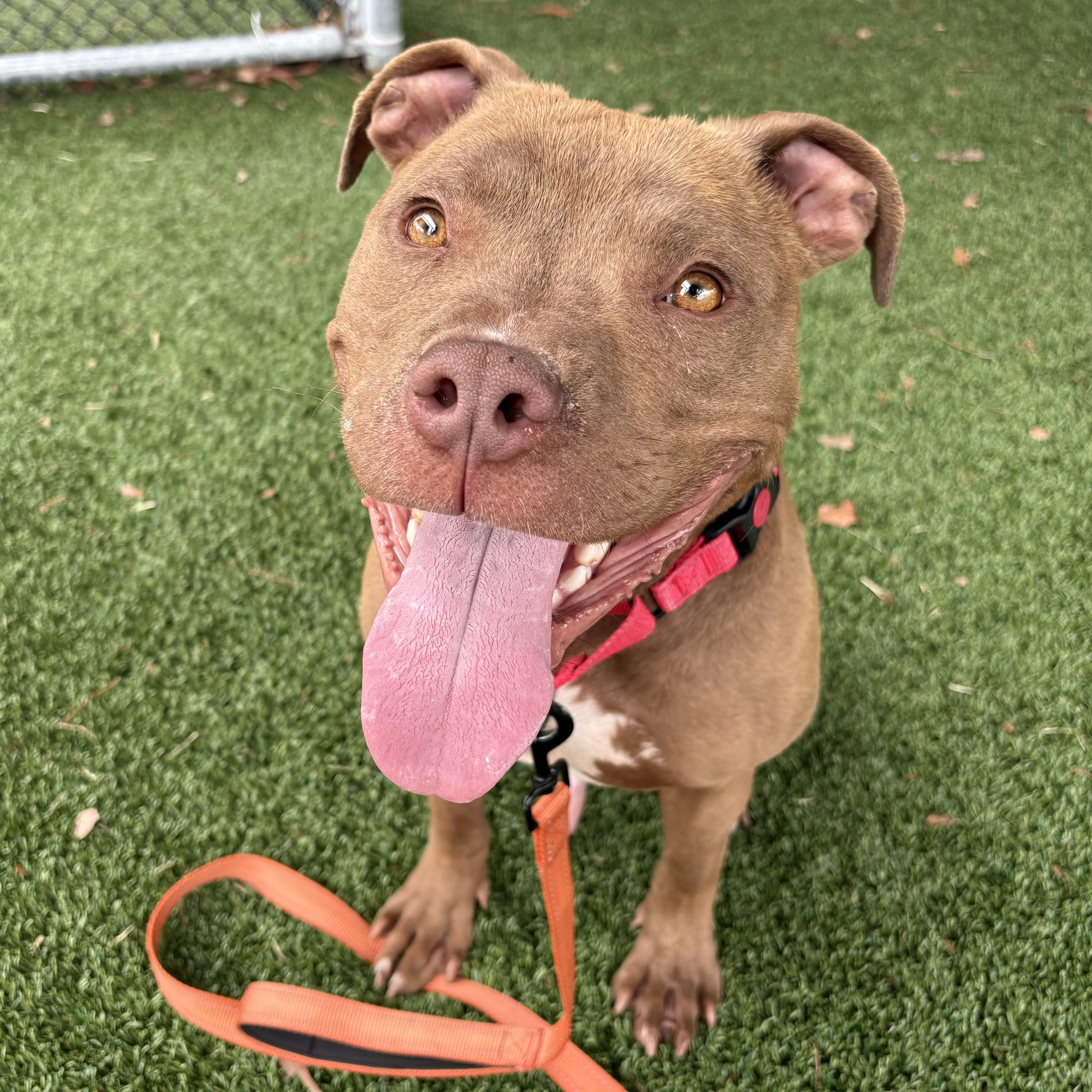 Enlarge King Nacho, a Adoptable mixed breed in Eatontown, NJ image 2/6