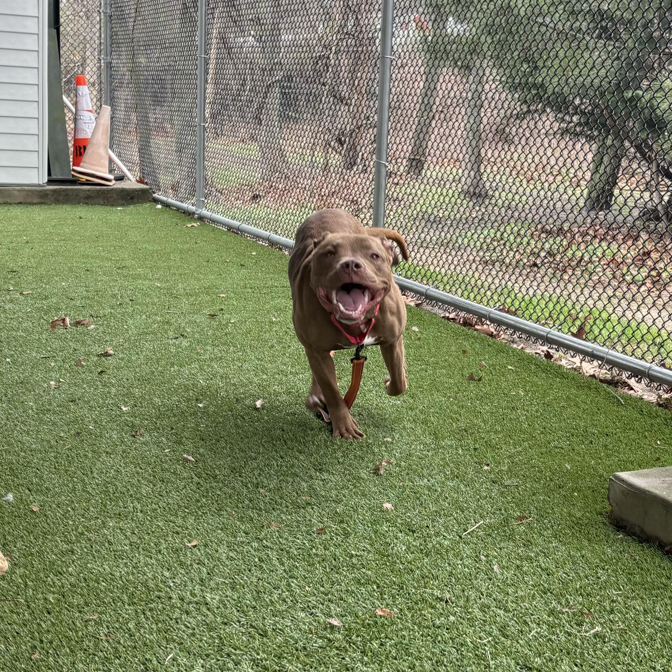 Enlarge King Nacho, a Adoptable mixed breed in Eatontown, NJ image 3/6