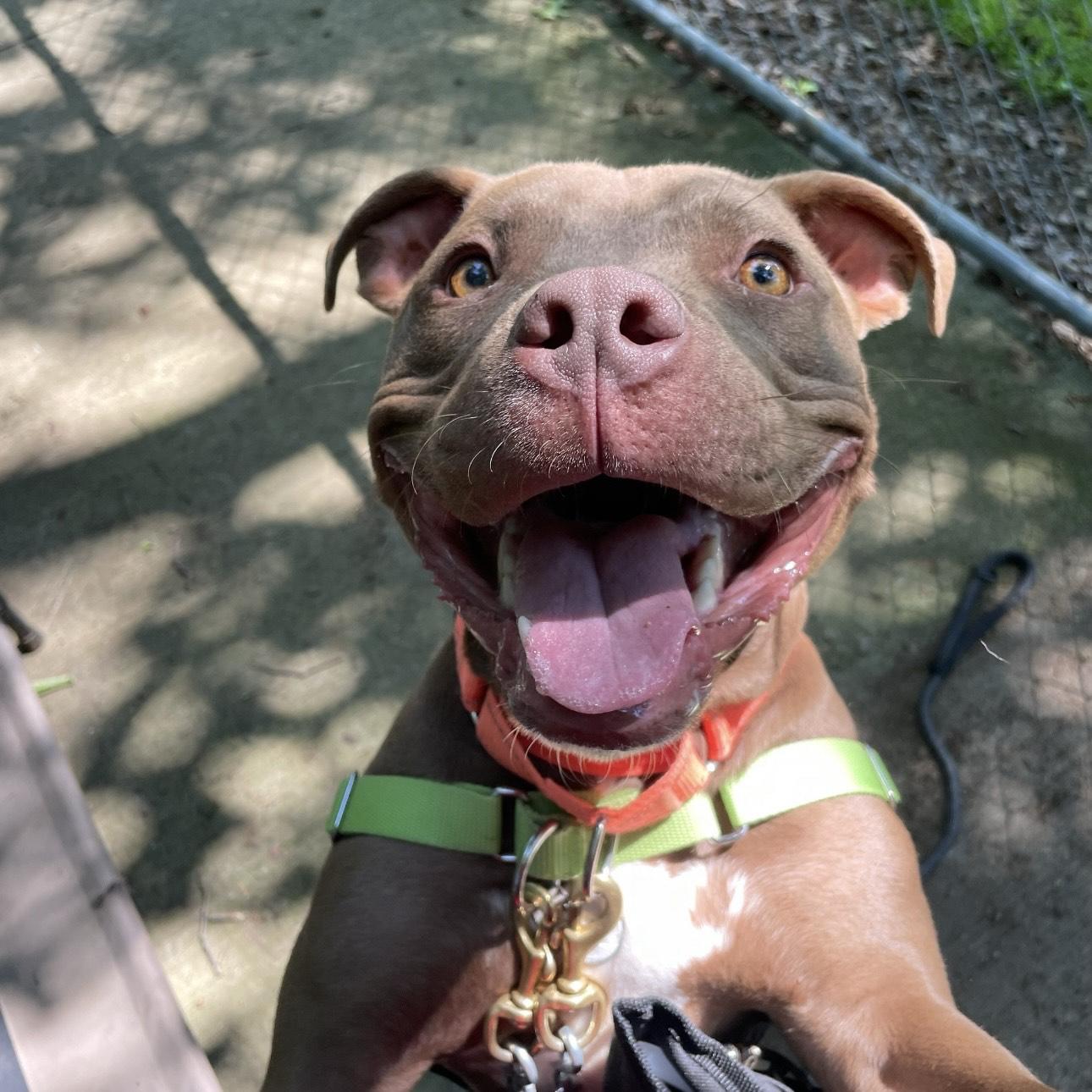 Enlarge King Nacho, a Adoptable mixed breed in Eatontown, NJ image 1/6