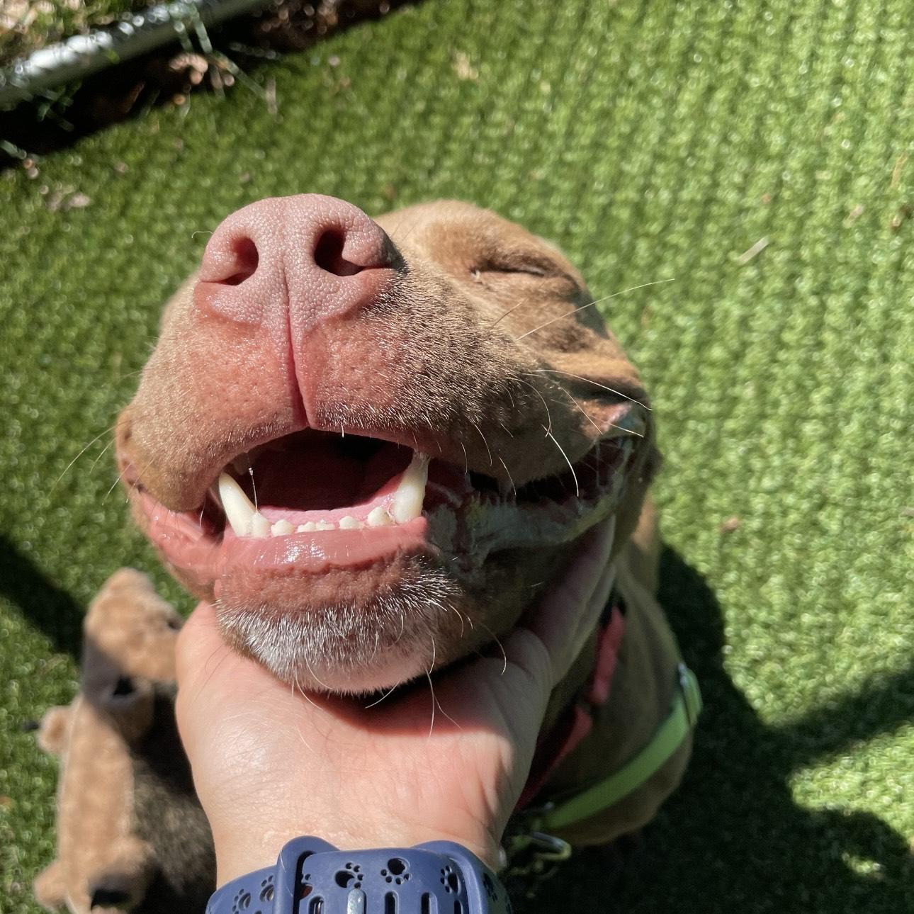 Enlarge King Nacho, a Adoptable mixed breed in Eatontown, NJ image 4/6