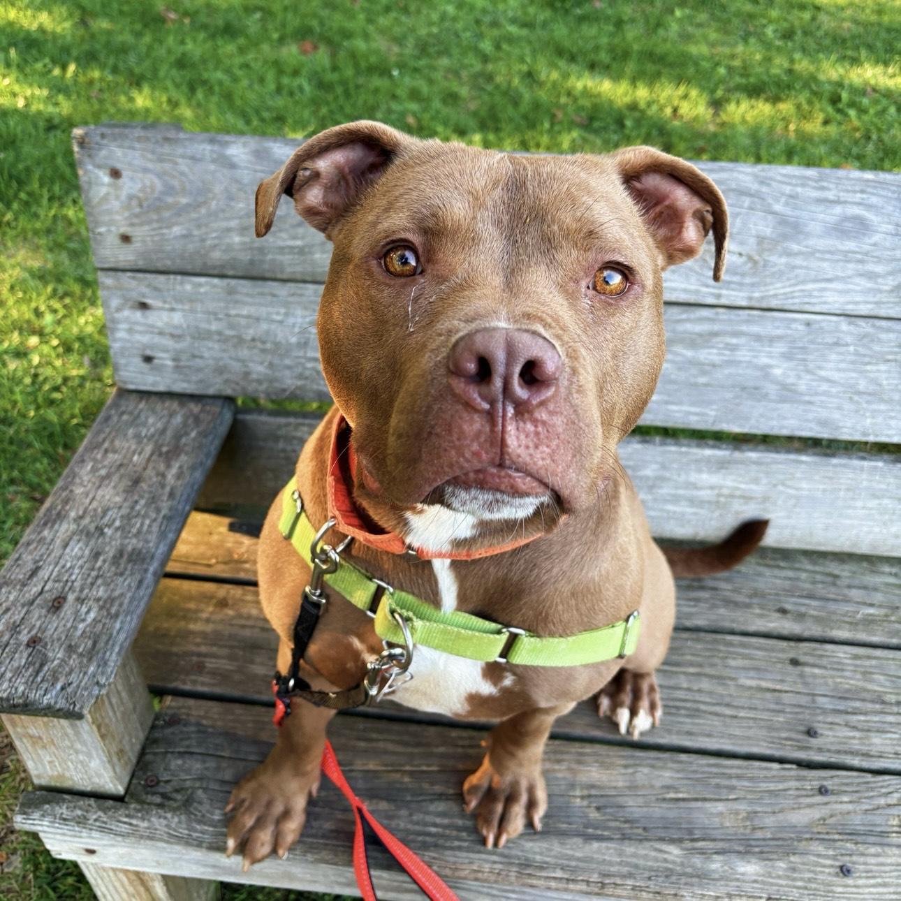 Enlarge King Nacho, a Adoptable mixed breed in Eatontown, NJ image 5/6