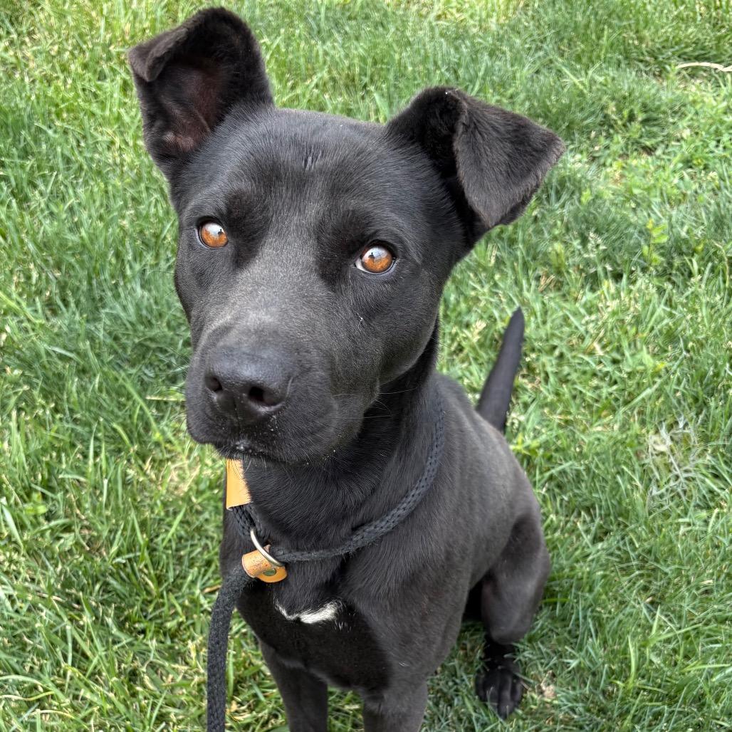 Macho Nacho, Adoptable, Adult Male Pit Bull Terrier & Mixed Breed.