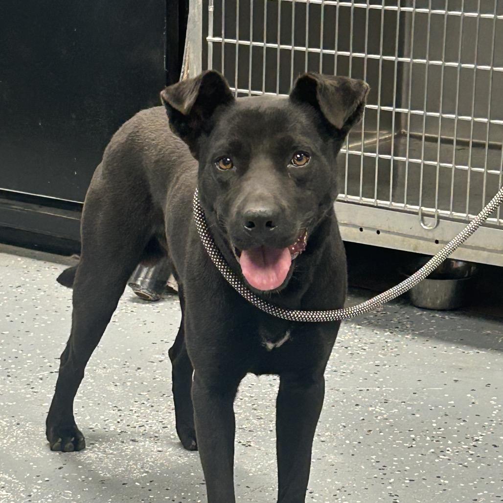 Macho Nacho, a Adoptable mixed breed in St Joseph, MO image 2/2