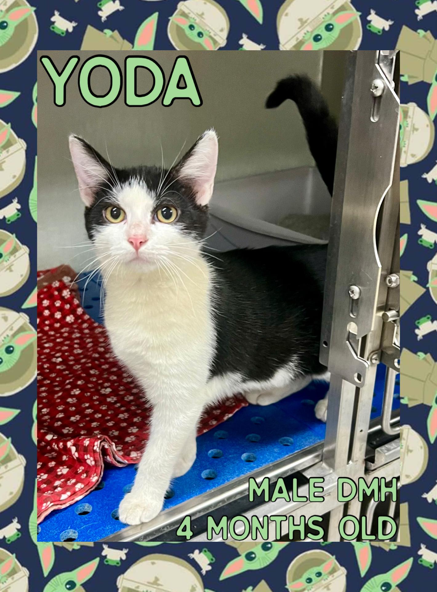 Enlarge Yoda, a Adoptable mixed breed in Danville, IN image 1/1